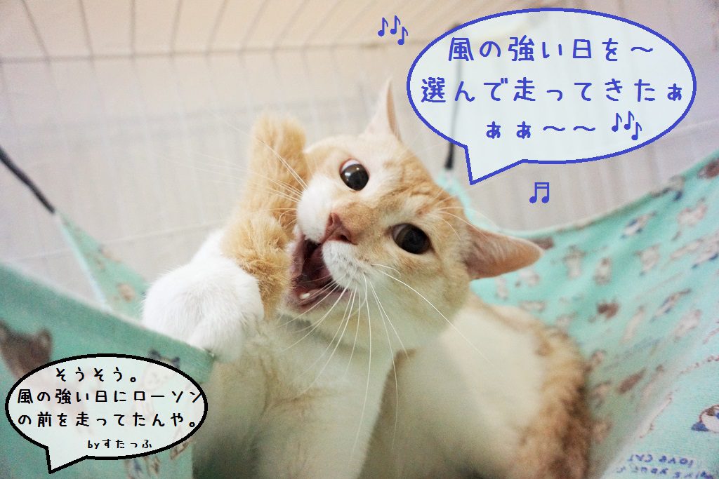猫】美男子!!「ローソン」 – 社会貢献型ペットホテル&ペットシッター 